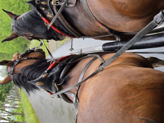 20250519_Spreewald_ (21)